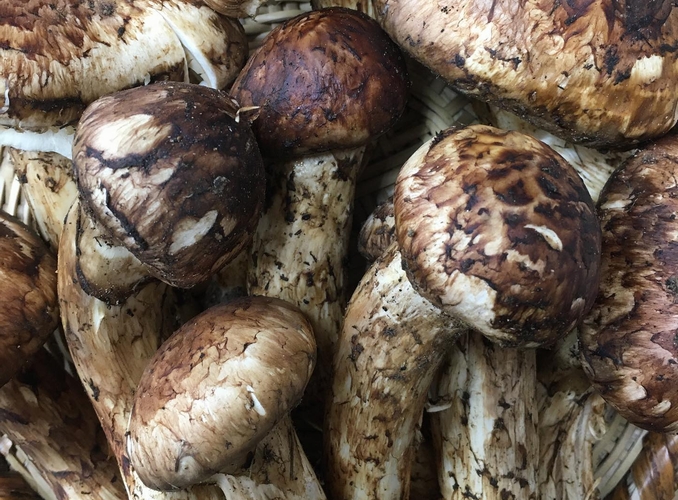 ブータン産 しあわせ生松茸 天然 の通販 販売