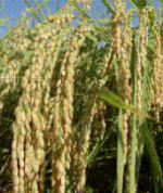 ׂ𐂂邢Ȃ