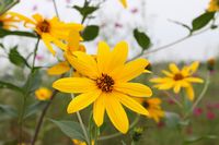 菊芋(キクイモ)の花
