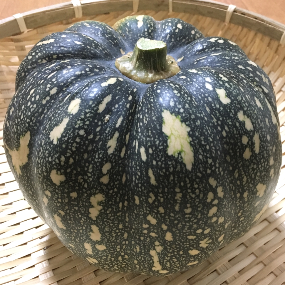 くり坊農園 自然農法島かぼちゃ