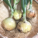 くり坊農園 自然農法新玉ねぎ（葉付き）