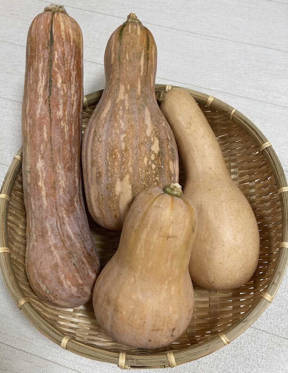 久理田さんの自然農法かぼちゃ