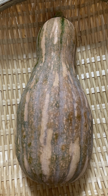久理田さんの自然農法島かぼちゃ